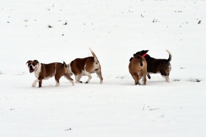 Continental Bulldogs Seeblickbulls Bilderalbum- Ausflug mit Fiete und Jo Paule