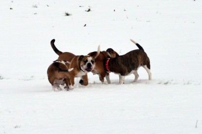 Continental Bulldogs Seeblickbulls Bilderalbum- Ausflug mit Fiete und Jo Paule