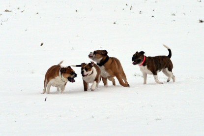 Continental Bulldogs Seeblickbulls Bilderalbum- Ausflug mit Fiete und Jo Paule