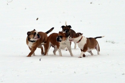 Continental Bulldogs Seeblickbulls Bilderalbum- Ausflug mit Fiete und Jo Paule