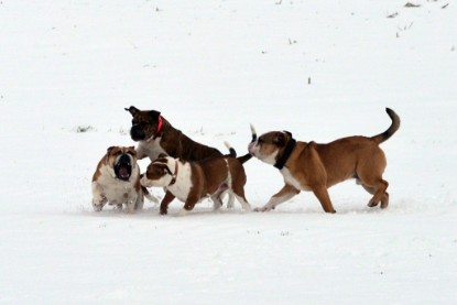 Continental Bulldogs Seeblickbulls Bilderalbum- Ausflug mit Fiete und Jo Paule