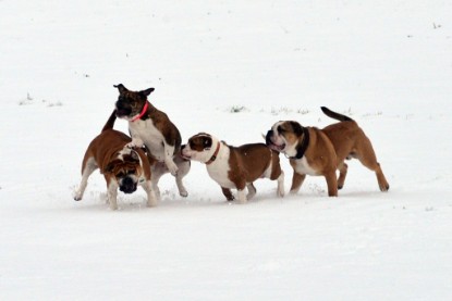 Continental Bulldogs Seeblickbulls Bilderalbum- Ausflug mit Fiete und Jo Paule