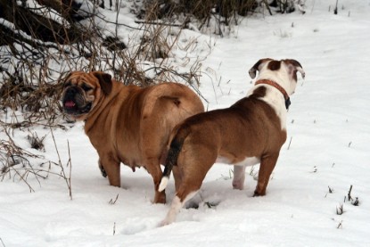 Continental Bulldogs Seeblickbulls Bilderalbum- Ausflug mit Fiete und Jo Paule