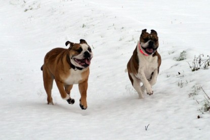 Continental Bulldogs Seeblickbulls Bilderalbum- Ausflug mit Fiete und Jo Paule