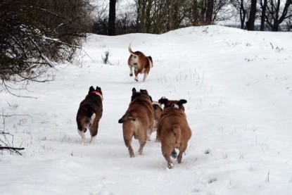 Continental Bulldogs Seeblickbulls Bilderalbum- Ausflug mit Fiete und Jo Paule