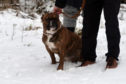 Continental Bulldogs Seeblickbulls Bilderalbum- Ausflug mit Fiete und Jo Paule