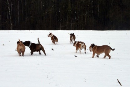 Continental Bulldogs Seeblickbulls Bilderalbum- Ausflug mit Fiete und Jo Paule