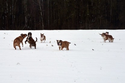 Continental Bulldogs Seeblickbulls Bilderalbum- Ausflug mit Fiete und Jo Paule