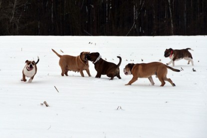 Continental Bulldogs Seeblickbulls Bilderalbum- Ausflug mit Fiete und Jo Paule