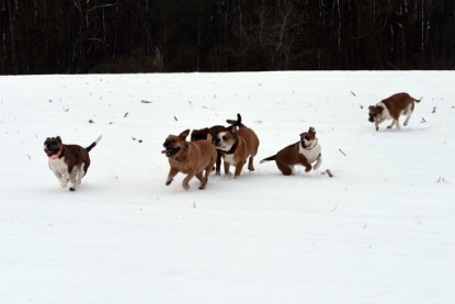 Continental Bulldogs Seeblickbulls Bilderalbum- Ausflug mit Fiete und Jo Paule