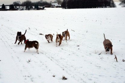 Continental Bulldogs Seeblickbulls Bilderalbum- Ausflug mit Fiete und Jo Paule