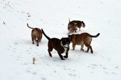 Continental Bulldogs Seeblickbulls Bilderalbum- Ausflug mit Fiete und Jo Paule