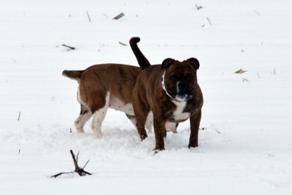 Continental Bulldogs Seeblickbulls Bilderalbum- Ausflug mit Fiete und Jo Paule