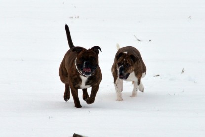 Continental Bulldogs Seeblickbulls Bilderalbum- Ausflug mit Fiete und Jo Paule