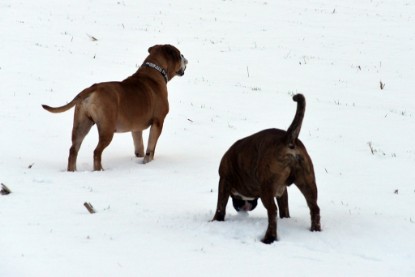 Continental Bulldogs Seeblickbulls Bilderalbum- Ausflug mit Fiete und Jo Paule