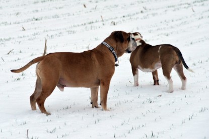 Continental Bulldogs Seeblickbulls Bilderalbum- Ausflug mit Fiete und Jo Paule