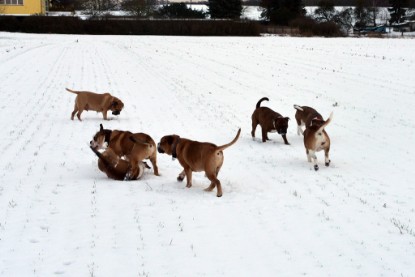 Continental Bulldogs Seeblickbulls Bilderalbum- Ausflug mit Fiete und Jo Paule