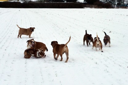 Continental Bulldogs Seeblickbulls Bilderalbum- Ausflug mit Fiete und Jo Paule