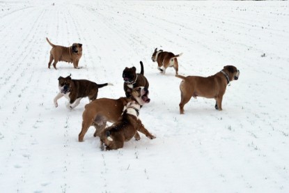 Continental Bulldogs Seeblickbulls Bilderalbum- Ausflug mit Fiete und Jo Paule