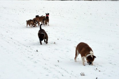 Continental Bulldogs Seeblickbulls Bilderalbum- Ausflug mit Fiete und Jo Paule