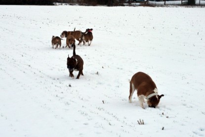 Continental Bulldogs Seeblickbulls Bilderalbum- Ausflug mit Fiete und Jo Paule