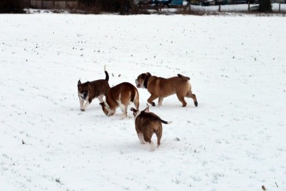 Continental Bulldogs Seeblickbulls Bilderalbum- Ausflug mit Fiete und Jo Paule