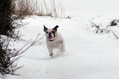 Continental Bulldogs Seeblickbulls Bilderalbum- Ausflug mit Fiete und Jo Paule