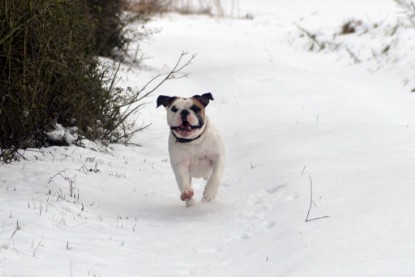 Continental Bulldogs Seeblickbulls Bilderalbum- Ausflug mit Fiete und Jo Paule