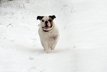 Continental Bulldogs Seeblickbulls Bilderalbum- Ausflug mit Fiete und Jo Paule