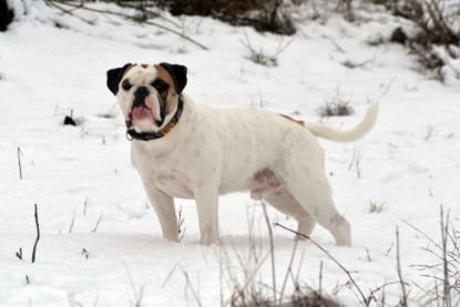 Continental Bulldogs Seeblickbulls Bilderalbum- Ausflug mit Fiete und Jo Paule