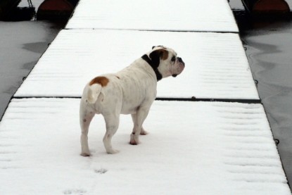 Continental Bulldogs Seeblickbulls Bilderalbum- Ausflug mit Fiete und Jo Paule