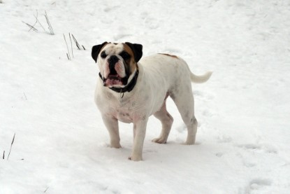 Continental Bulldogs Seeblickbulls Bilderalbum- Ausflug mit Fiete und Jo Paule