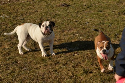 Continental Bulldogs Seeblickbulls Bilderalbum - Ausflug am 15.02.2017