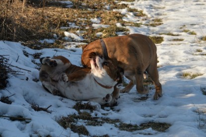 Continental Bulldogs Seeblickbulls Bilderalbum - Ausflug am 15.02.2017