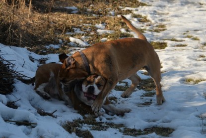 Continental Bulldogs Seeblickbulls Bilderalbum - Ausflug am 15.02.2017