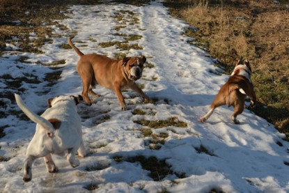 Continental Bulldogs Seeblickbulls Bilderalbum - Ausflug am 15.02.2017