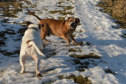 Continental Bulldogs Seeblickbulls Bilderalbum - Ausflug am 15.02.2017