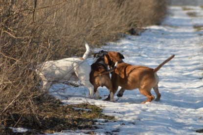 Continental Bulldogs Seeblickbulls Bilderalbum - Ausflug am 15.02.2017