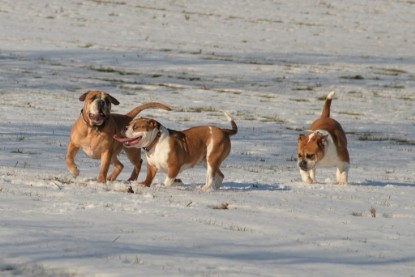 Continental Bulldogs Seeblickbulls Bilderalbum - Ausflug am 15.02.2017