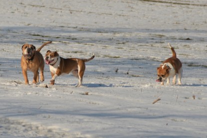 Continental Bulldogs Seeblickbulls Bilderalbum - Ausflug am 15.02.2017