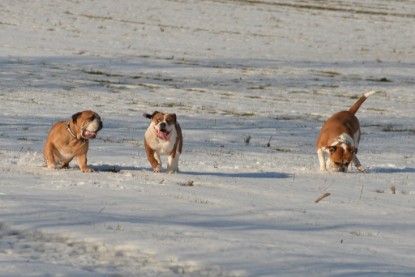 Continental Bulldogs Seeblickbulls Bilderalbum - Ausflug am 15.02.2017