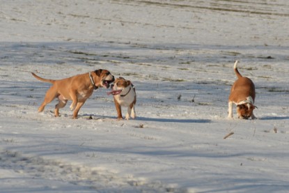 Continental Bulldogs Seeblickbulls Bilderalbum - Ausflug am 15.02.2017