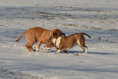 Continental Bulldogs Seeblickbulls Bilderalbum - Ausflug am 15.02.2017