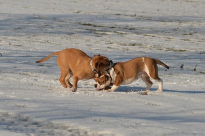 Continental Bulldogs Seeblickbulls Bilderalbum - Ausflug am 15.02.2017