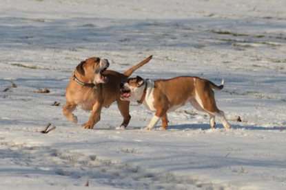 Continental Bulldogs Seeblickbulls Bilderalbum - Ausflug am 15.02.2017