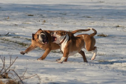 Continental Bulldogs Seeblickbulls Bilderalbum - Ausflug am 15.02.2017