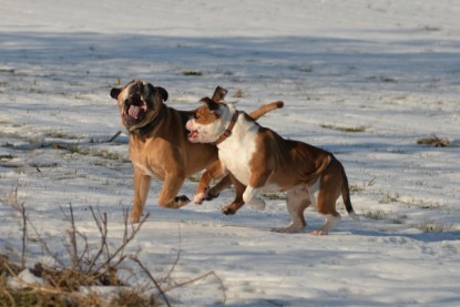 Continental Bulldogs Seeblickbulls Bilderalbum - Ausflug am 15.02.2017