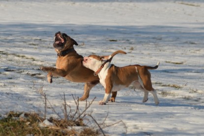 Continental Bulldogs Seeblickbulls Bilderalbum - Ausflug am 15.02.2017