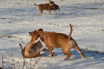 Continental Bulldogs Seeblickbulls Bilderalbum - Ausflug am 15.02.2017