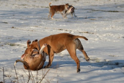 Continental Bulldogs Seeblickbulls Bilderalbum - Ausflug am 15.02.2017